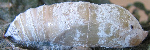 Pupae